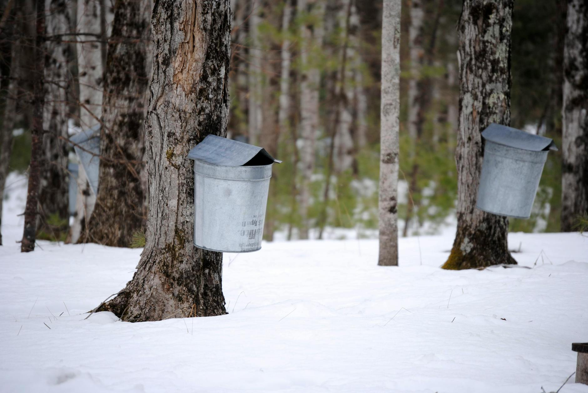 buckets on maple trunks in winter woodland